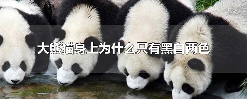 大熊猫身上为什么只有黑白两色?(大熊猫身上为什么只有黑白两色 没有其他颜色)
