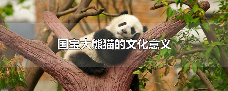 国宝大熊猫的文化意义是什么(国宝大熊猫的文化意义怎么写)