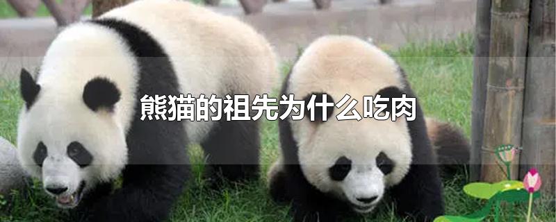 熊猫的祖先为什么吃肉变吃竹子(熊猫的祖先为什么吃肉?)