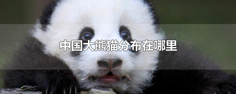 中国大熊猫分布在哪里(作文片段(中国大熊猫分布在哪里)