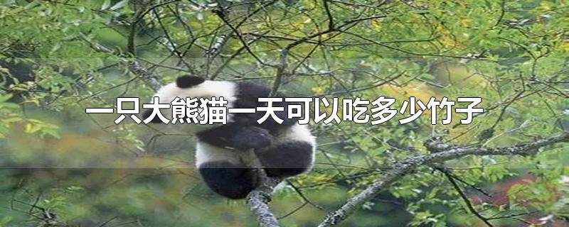 一只大熊猫一天可以吃多少竹子(大熊猫一天能吃多少竹子)