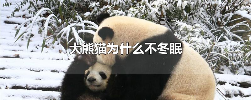 大熊猫为什么不冬眠?(为什么大熊猫不需要冬眠)