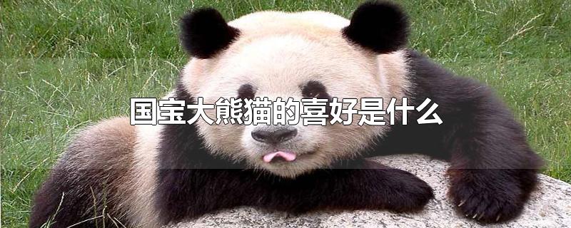 国宝大熊猫的喜好是什么(国宝大熊猫象征着什么)