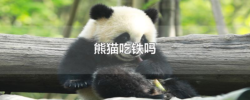熊猫吃铁吗?(熊猫吃铁吗?吃肉吗)