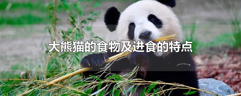 大熊猫的饮食特点(大熊猫的食性特点)