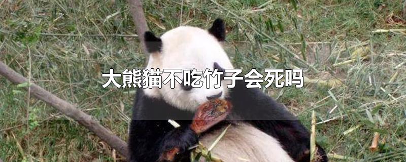 大熊猫不吃竹子能活吗(大熊猫为什么不吃肉吃竹子呢)