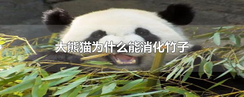 大熊猫为什么能消化竹子?(大熊猫为什么能消化竹子视频)