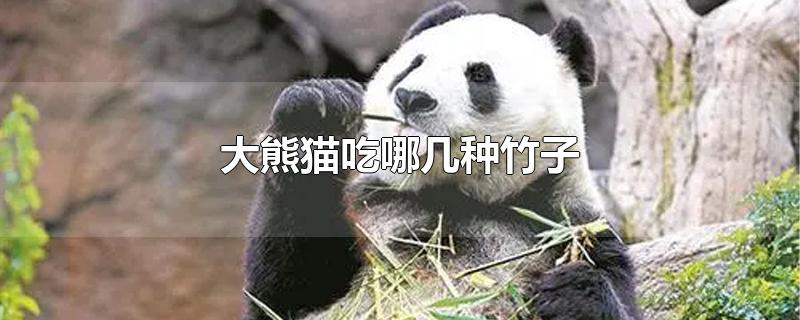 大熊猫吃哪几种竹子(大熊猫吃什么竹子)