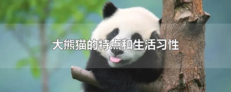 大熊猫的特点和生活特征(大熊猫的生活方式和特点)