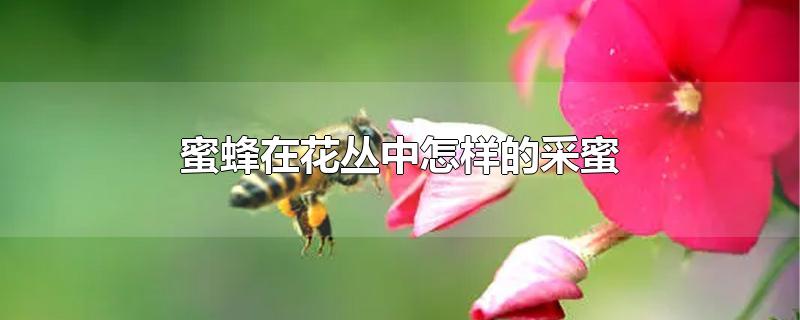 蜜蜂在花丛中怎样的采蜜一年级(蜜蜂在花丛中怎样的采蜜补充句子)