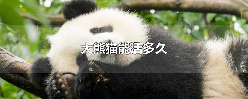 大熊猫能活多久(大熊猫能活多久长多大)