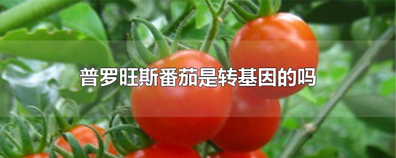普罗旺斯番茄是转基因食品吗(普罗旺斯西红柿是转基因吗)