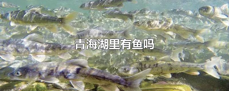 青海湖里有鱼吗?(青海湖里有鱼吗好吃吗)