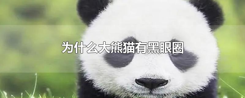熊猫的黑眼圈怎么来的(为什么大熊猫有黑眼圈?)