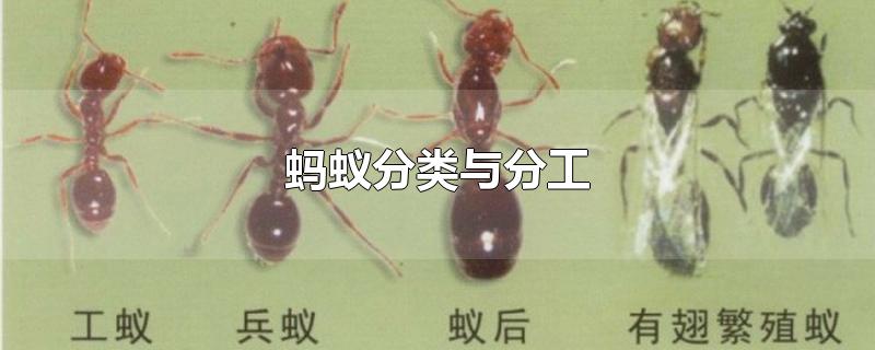 蚂蚁分类与分工(蚂蚁分类与分工图片)
