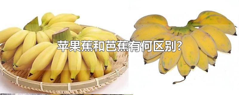 苹果蕉和芭蕉有何区别?(苹果蕉和芭蕉有何区别?绿色)