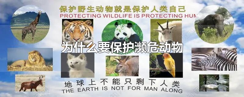 为什么要保护濒危动物英语作文(我们为什么要保护濒危动物)
