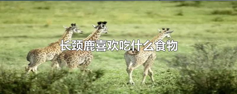 长颈鹿喜欢吃什么食物用英语怎么表示(长颈鹿喜欢吃什么食物?画一画?)