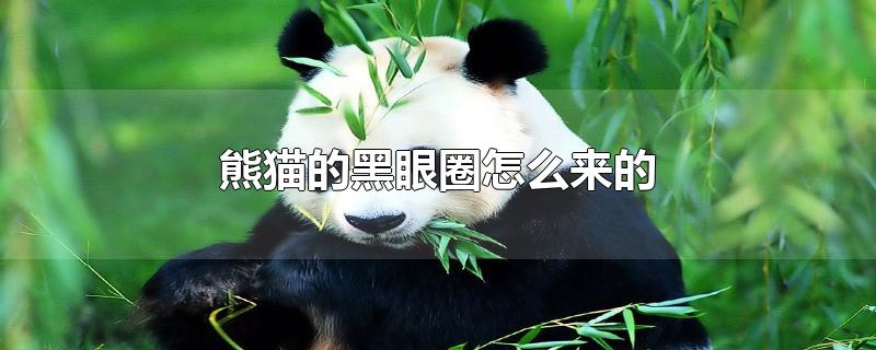 熊猫的黑眼圈怎么来的(熊猫为什么有黑眼圈)