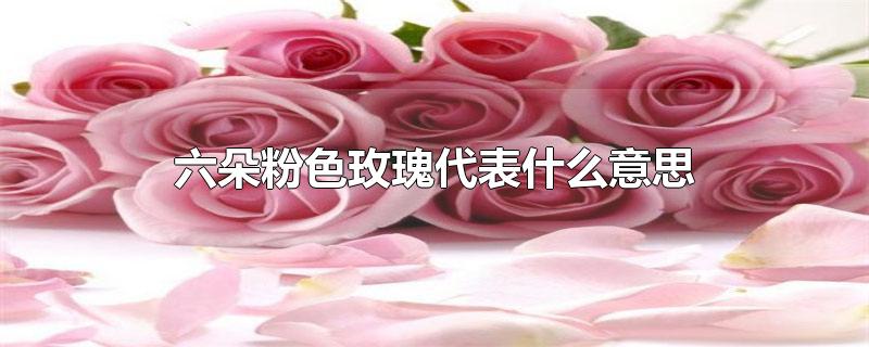 六朵粉色玫瑰代表什么意思(粉玫瑰6朵代表什么意思)
