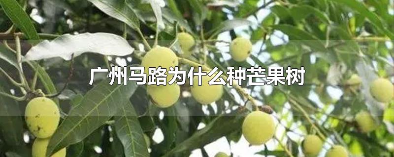广州马路为什么种芒果树,为什么马路要种芒果树