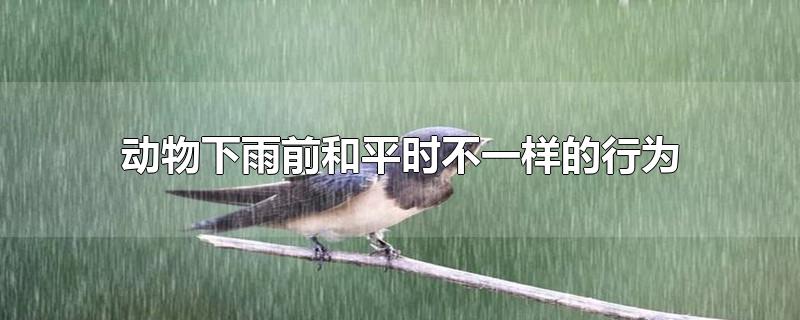 动物下雨前和平时不一样的行为比如(动物下雨前和平时不一样的行为有哪些)