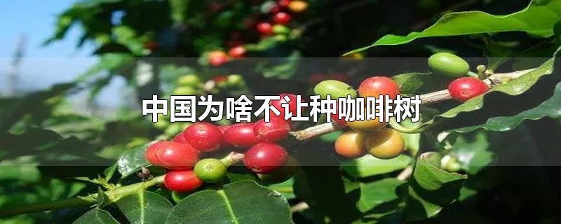 中国能种咖啡树吗(哪个国家不适合种咖啡树)