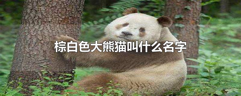 全球唯一的棕白色大熊猫叫什么名字(全球唯一圈养棕白色大熊猫叫什么名字)