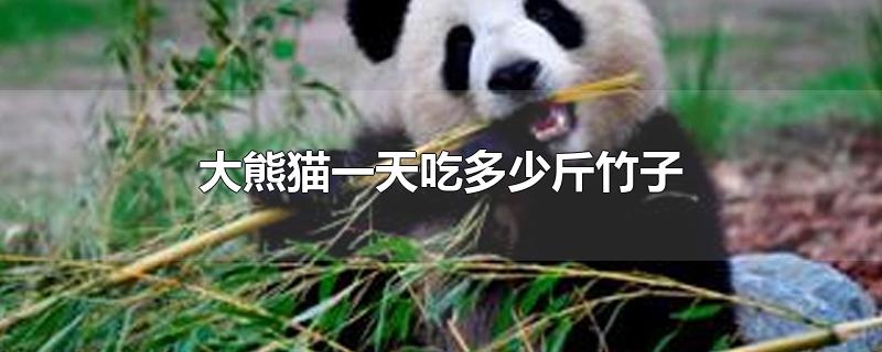 成年大熊猫一天吃多少斤竹子(大熊猫一天吃多少斤竹子叶)