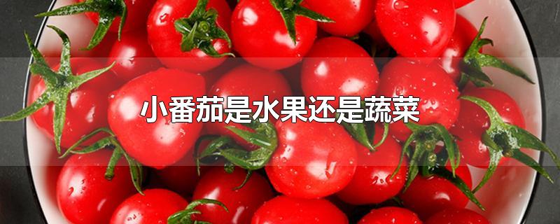 小番茄是水果还是蔬菜?(小番茄是水果还是蔬菜有什么好处)