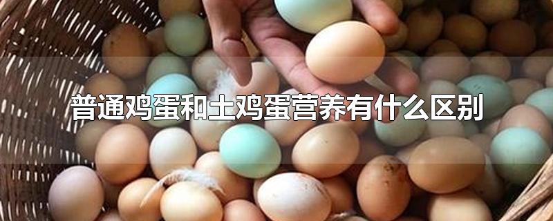 鸡蛋和土鸡蛋的营养对比(普通鸡蛋和土鸡蛋营养有什么区别论文)