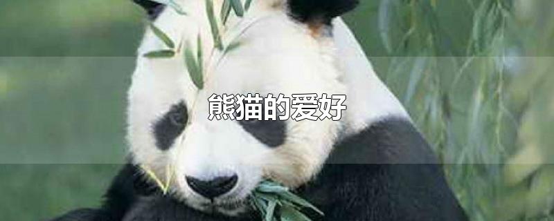 熊猫的爱好和特点英文(熊猫的爱好和特点是什么)