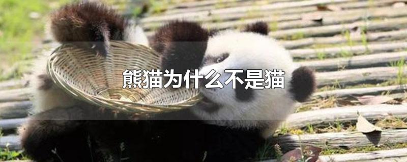 熊猫为什么不是猫科动物(熊猫为什么不是猫)