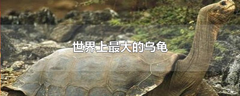 世界上最大的乌龟有多大(世界上最大的乌龟长什么样子图片)