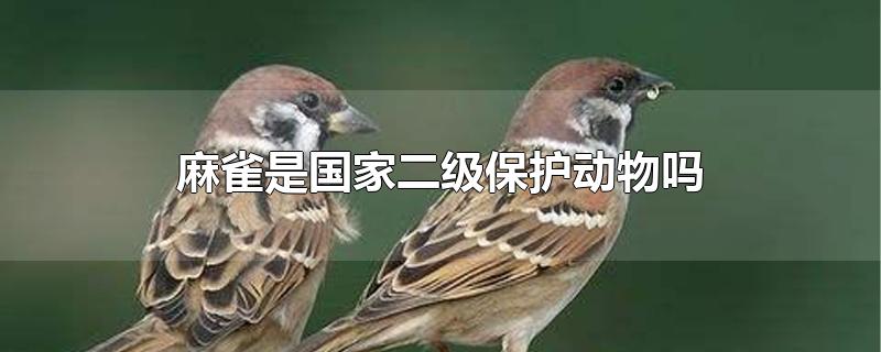 麻雀是国家二级保护动物吗百度百科(麻雀是国家二级保护动物吗?)