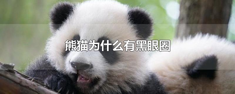 熊猫为什么有黑眼圈?(熊猫为什么有黑眼圈呢脑筋急转弯)