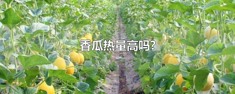香瓜热量高吗(减肥期间能吃吗(香瓜热量高吗?)