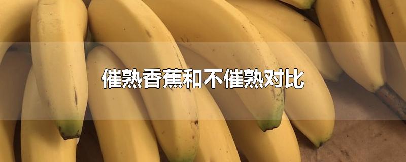 香蕉和什么催熟(香蕉自然熟和催熟的区别)
