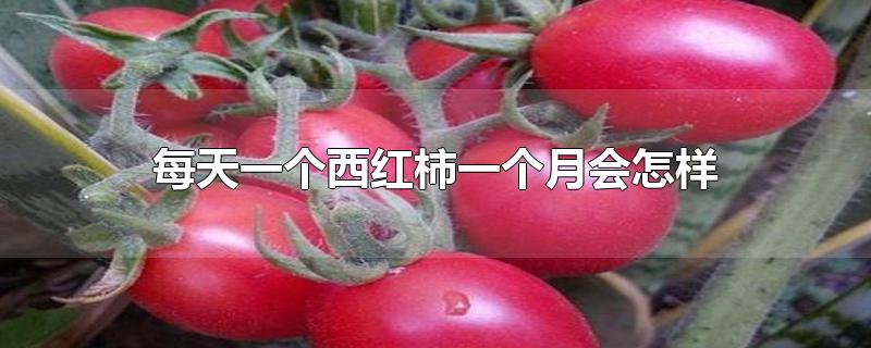每天一个西红柿一个月会怎样对比(每天吃一个西红柿一个月后会怎样?)
