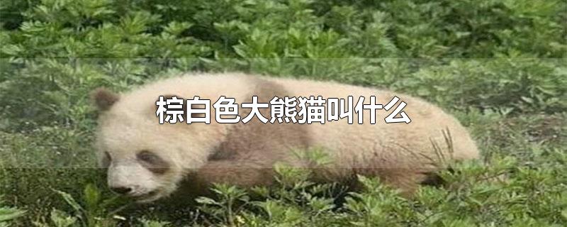 棕白色大熊猫叫什么名字(全球唯一一只圈养棕白色大熊猫叫什么)