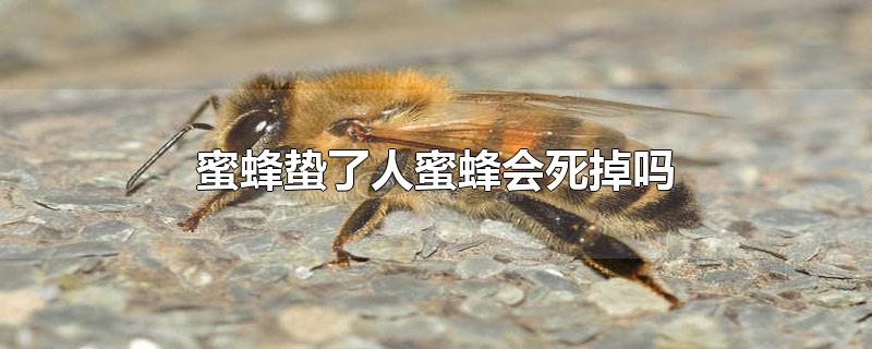 蜜蜂蛰了人蜜蜂会死掉吗为什么(蜜蜂蛰了人蜜蜂会死掉吗)