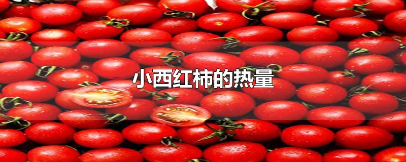 一个小西红柿的热量(西红柿减肥的正确方法)