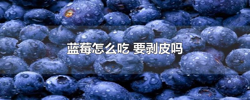 蓝莓怎么吃要剥皮吗(蓝莓要剥皮吗蓝莓怎么吃)