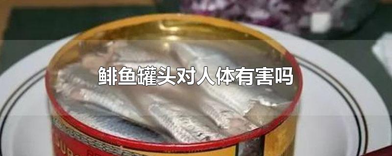 鲱鱼罐头对人体有害吗鲱鱼罐头有营养嘛(鲱鱼罐头对人体有害吗?)