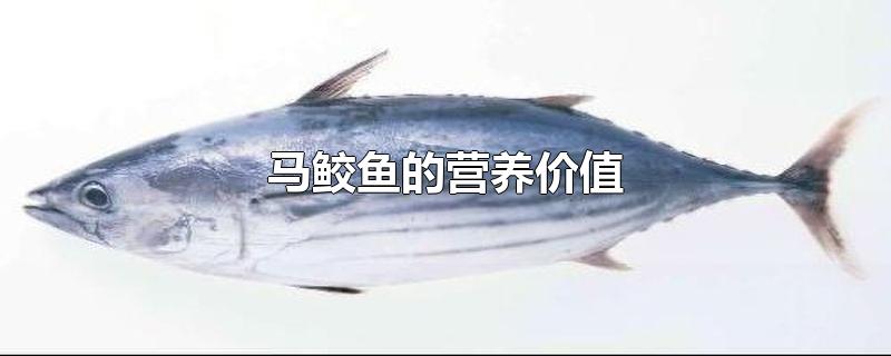 马鲛鱼的营养价值及功效与作用(马鲛鱼的营养价值及其吃法)