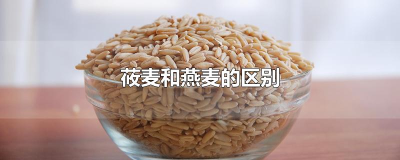 莜麦和燕麦的区别图片(莜麦和燕麦的区别及营养价值)
