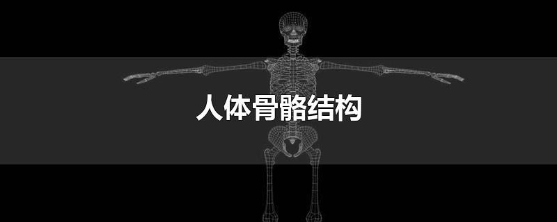 人体骨骼结构图(人体骨骼结构图超清 图解)