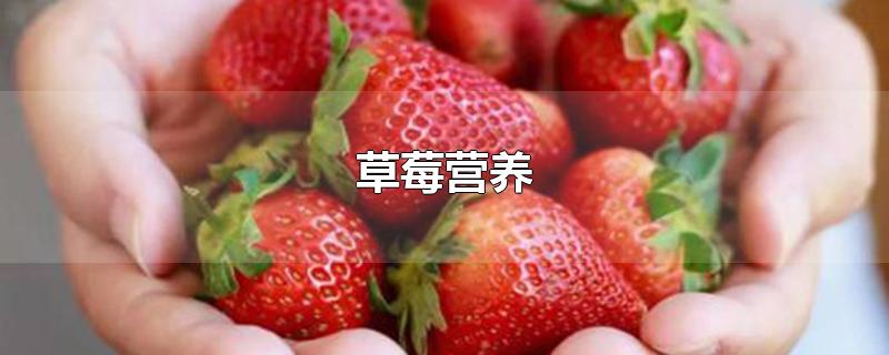 草莓营养价值功效作用(草莓营养价值)