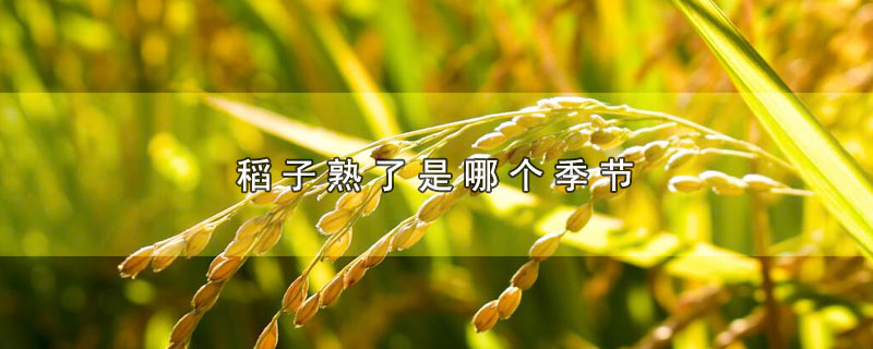 稻子熟了是哪个季节(稻子在哪个季节成熟)
