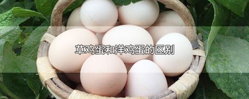 草鸡蛋和洋鸡蛋的区别营养价值区别(草鸡蛋和洋鸡蛋的区别 蛋壳颜色)